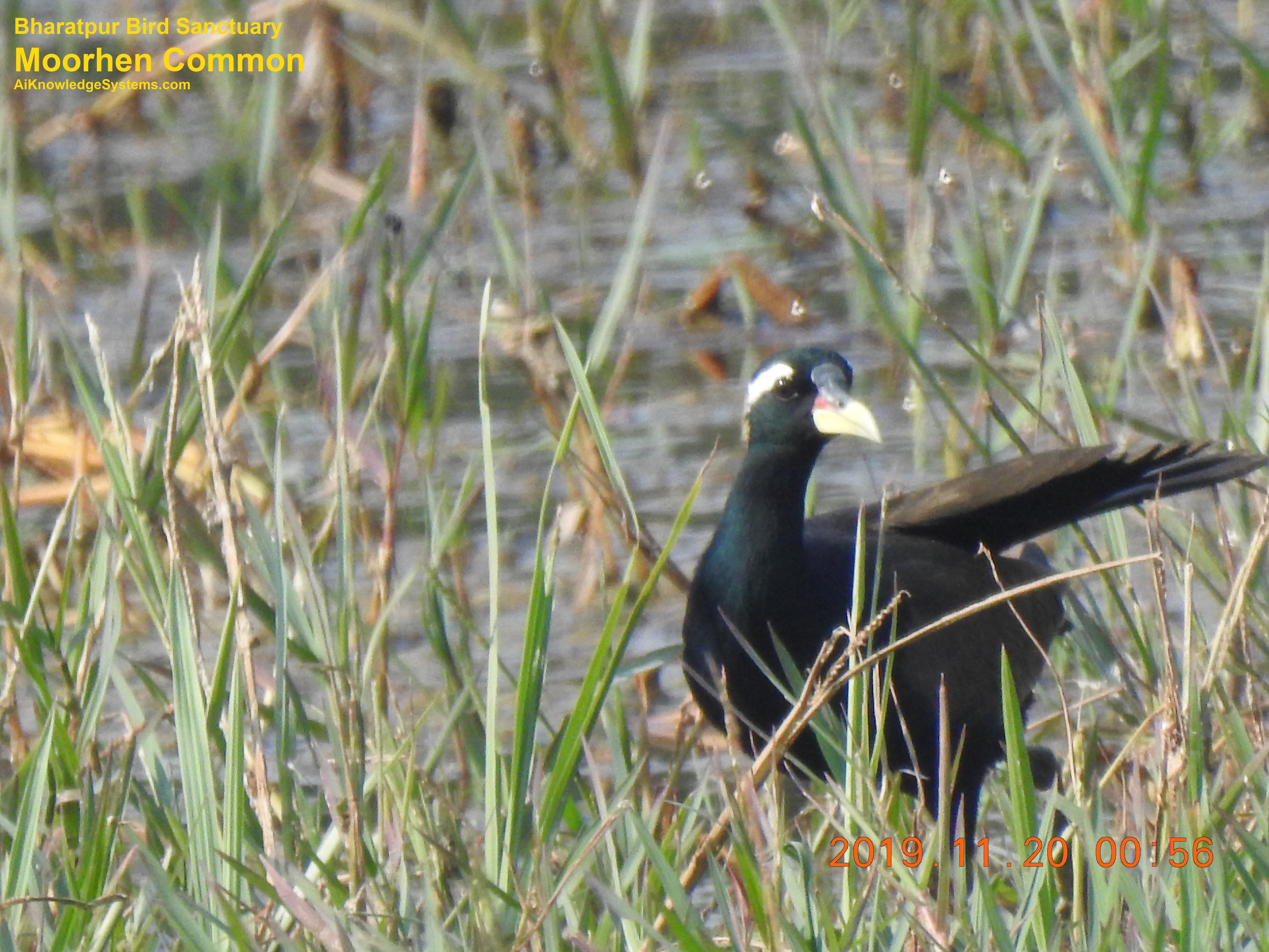 Moorhen Common (10) Coming Soon